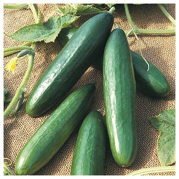 Organic Mini La Diva Cucumber Seeds for Planting – Non-GMO, Heirloom, High Germination Garden Seeds | Neera Seeds product photo [neera-v4-5e2c9aec32b04127e755]
