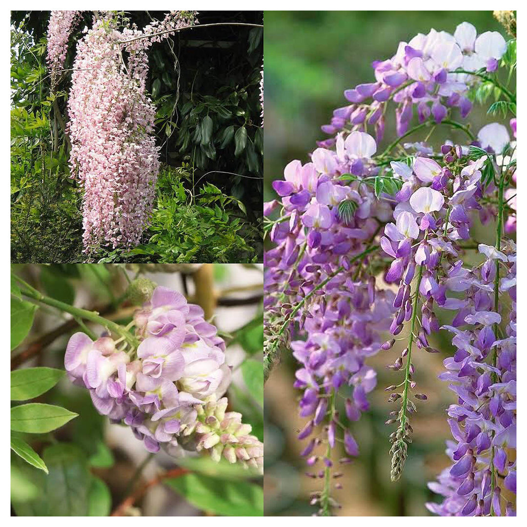 Chinese Wisteria Vine Fragrant Flower Flower Seeds for Home Garden Planting, Vibrant Organic | Neera Seeds product photo [neera-v4-5e3d20962c7f68ae3d4d]