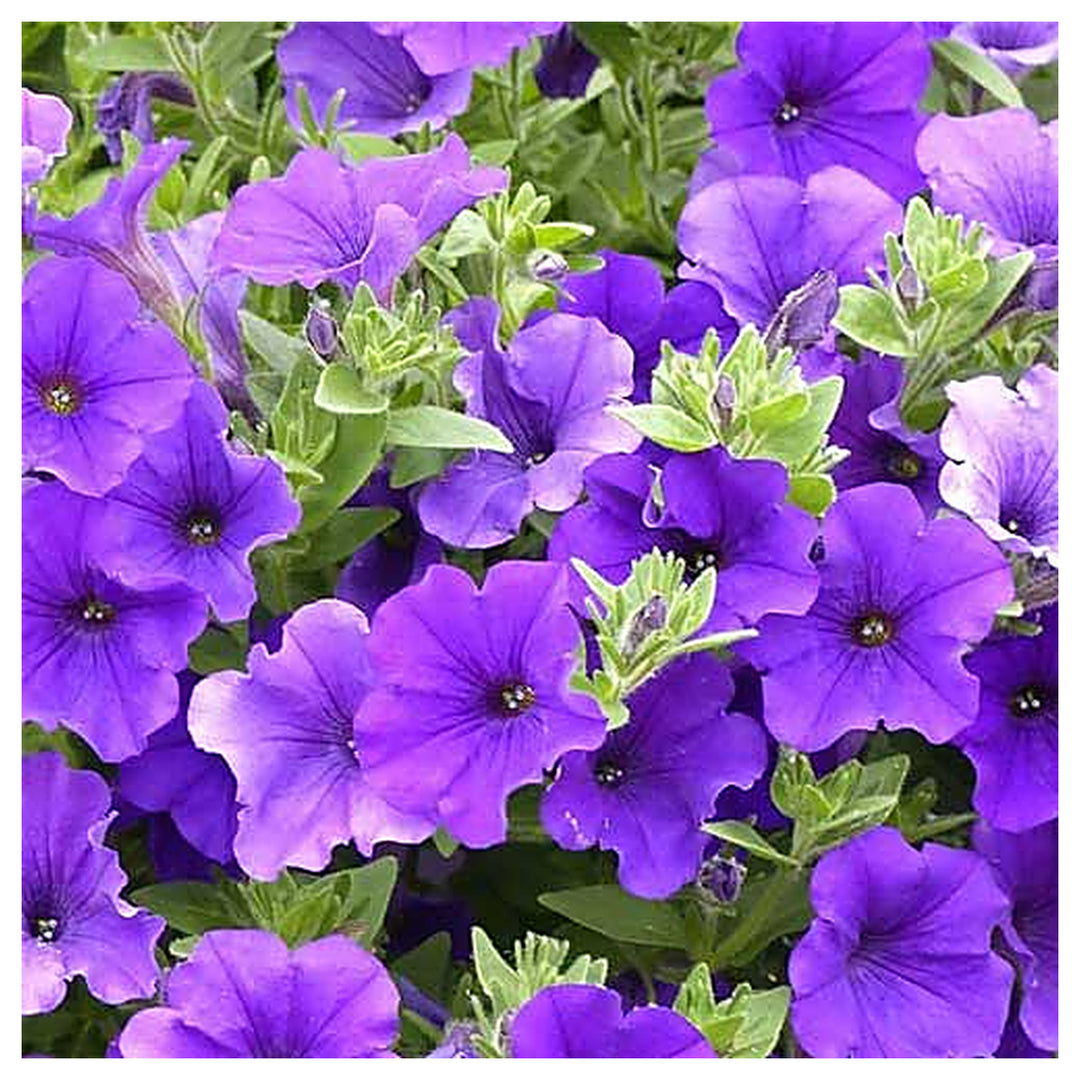 Light Blue Petunia Flower Seeds for Planting – Heirloom, Non-GMO, High Germination Organic Garden Seeds | Neera Seeds product photo [neera-v4-5e42705b589990b892e9]