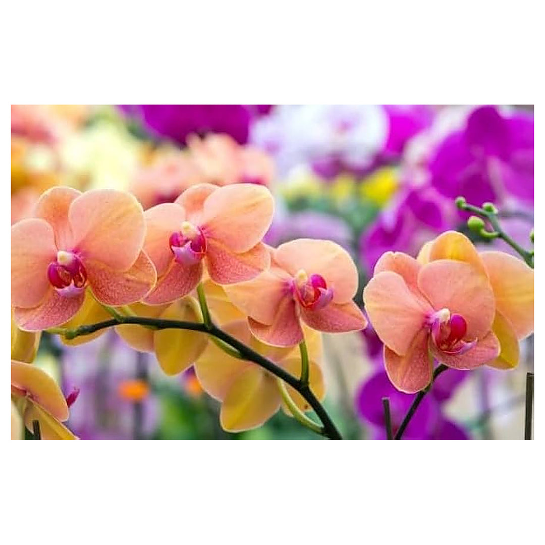 Peach Phalaenopsis Orchid Flower Seeds – Non-GMO, Heirloom, High Germination Seeds for Stunning Garden Blooms | Neera Seeds product photo [neera-v4-5e44302dd5405f53ab02]