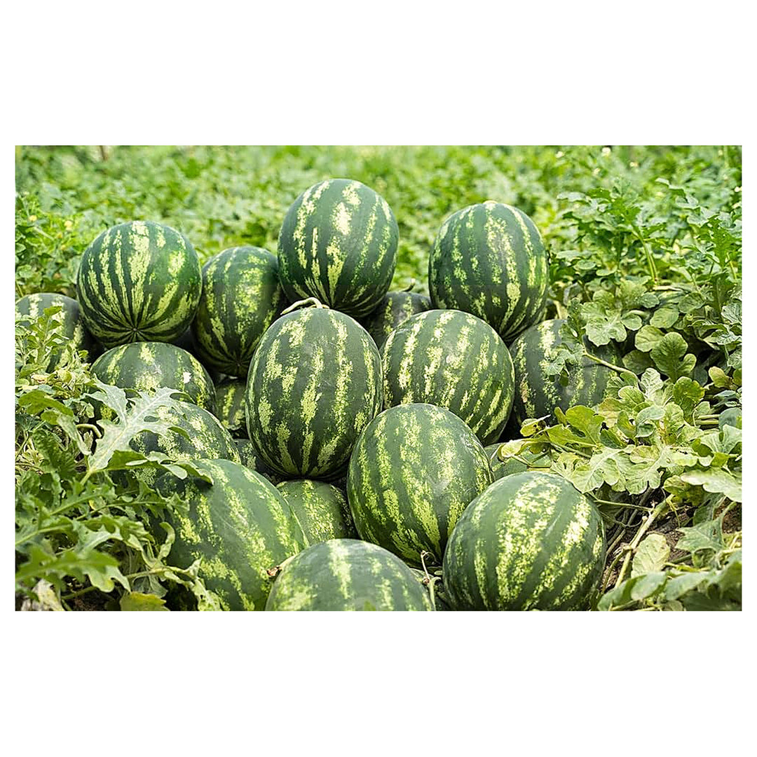 Watermelon Fruit Seeds for Planting – Sweet &amp; Refreshing Melons, 100 pcs, Heirloom &amp; Non-GMO, High Germination | Neera Seeds product photo [neera-v4-5e75e988ceed3479f19a]
