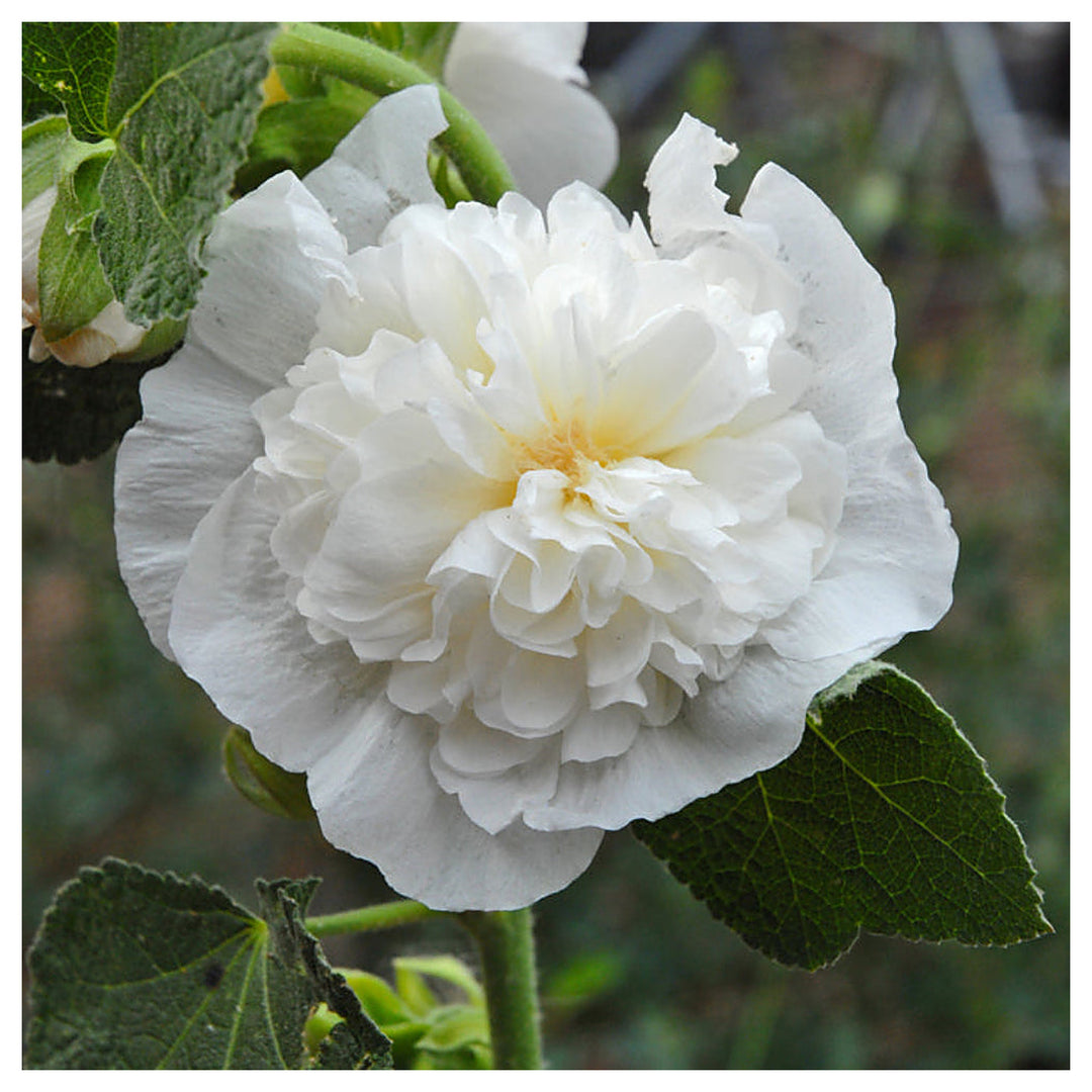 White Alcea Rosea Chaters Icicle Alcea Rosea For Planting In Flower Bed Flower Seeds for Home | Neera Seeds product photo [neera-v4-5e7d8ed184a615469b5e]