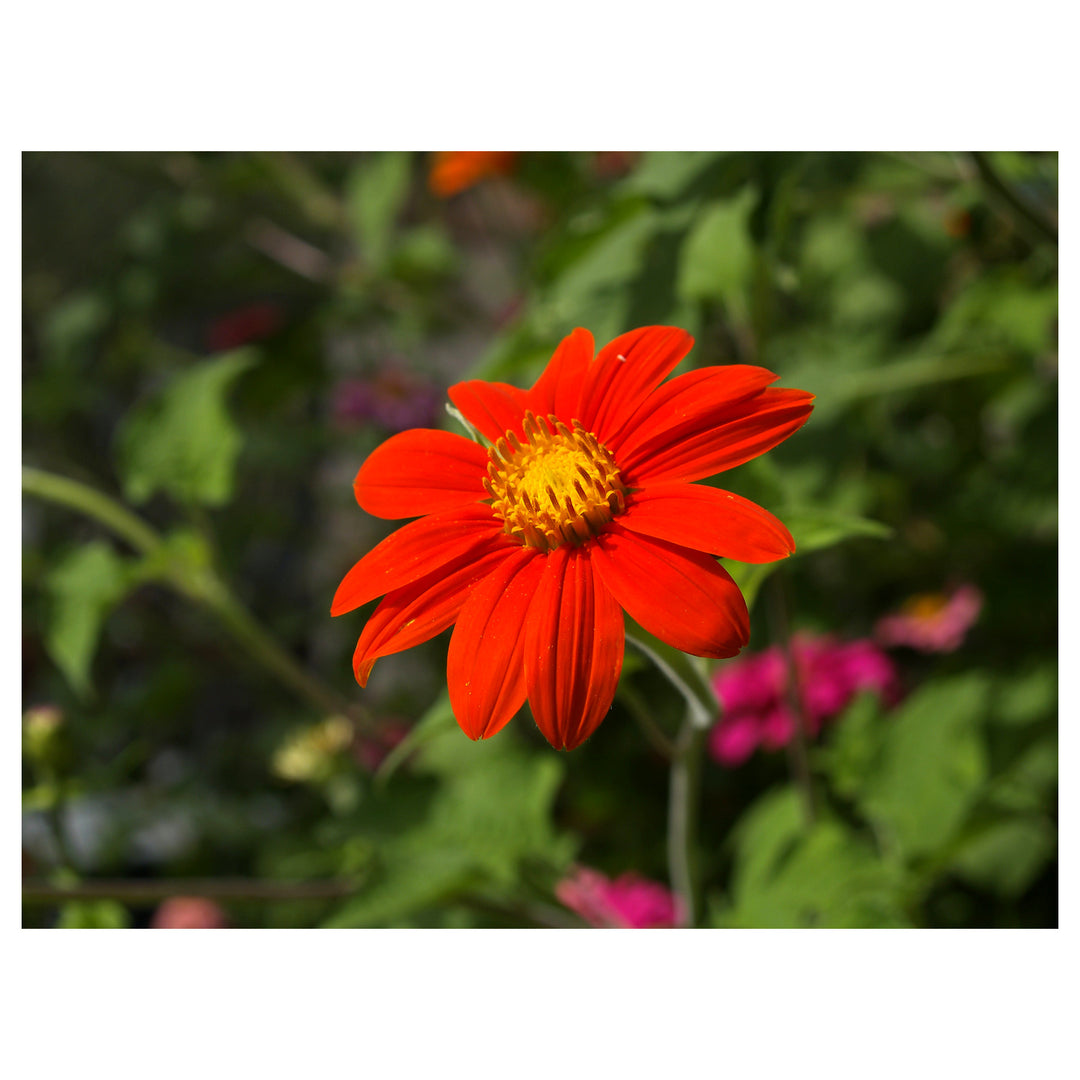 Heirloom Non-GMO Menzies Burnet Flower Seeds for Planting – Hardy Pollinator Blooms | Neera Seeds product photo [neera-v4-5e9a1d5bf11052745d51]