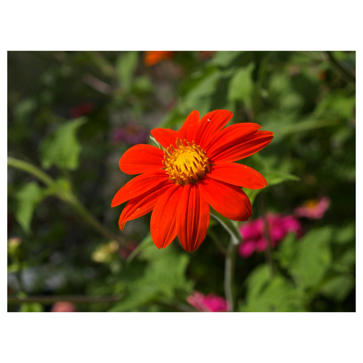 Heirloom Non-GMO Menzies Burnet Flower Seeds for Planting – Hardy Pollinator Blooms | Neera Seeds product photo [neera-v4-5e9a1d5bf11052745d51]