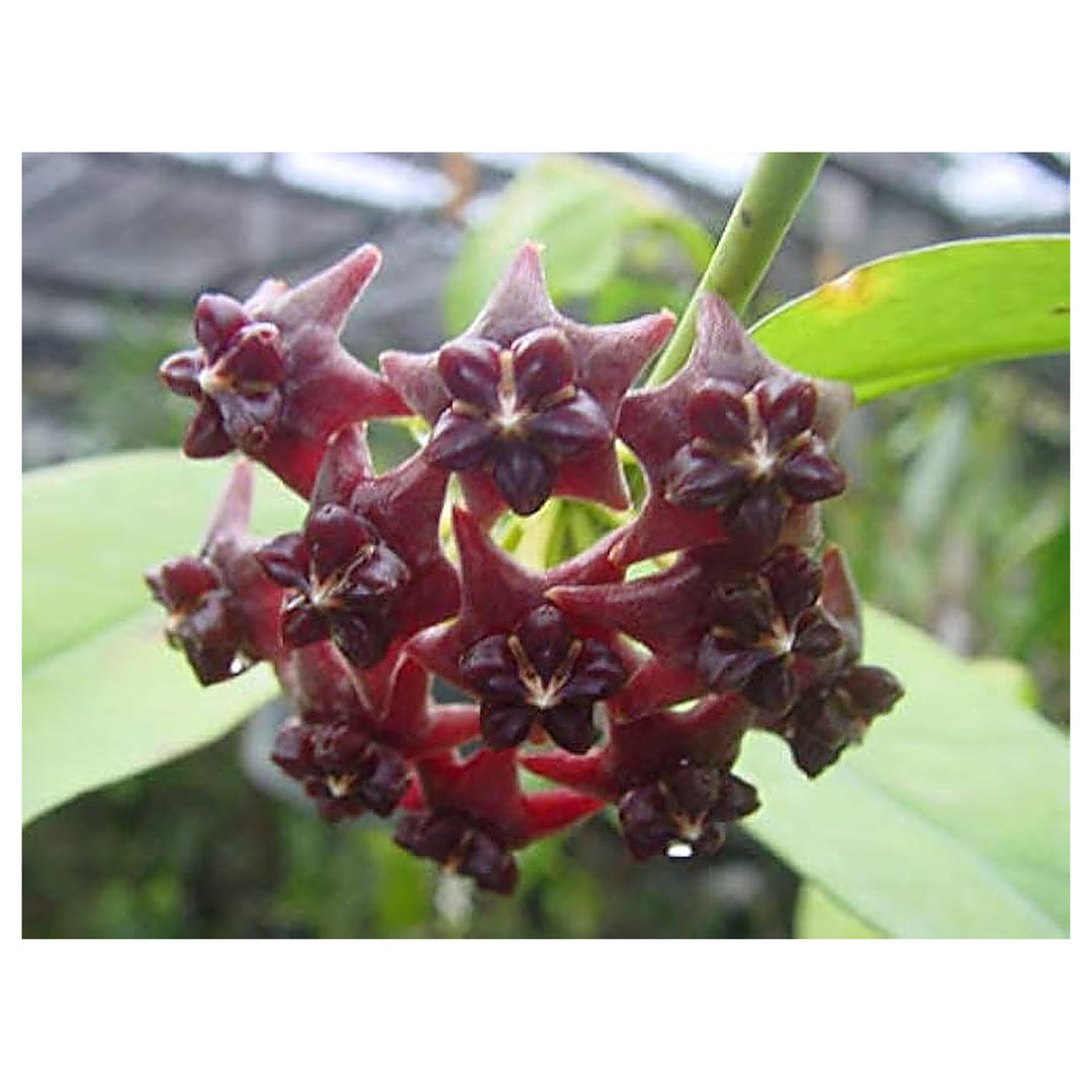 Canossa Flower Seeds for Planting – Heirloom, Non-GMO Seeds | Neera Seeds product photo [neera-v4-5e9f744cf8e54356f9bf]