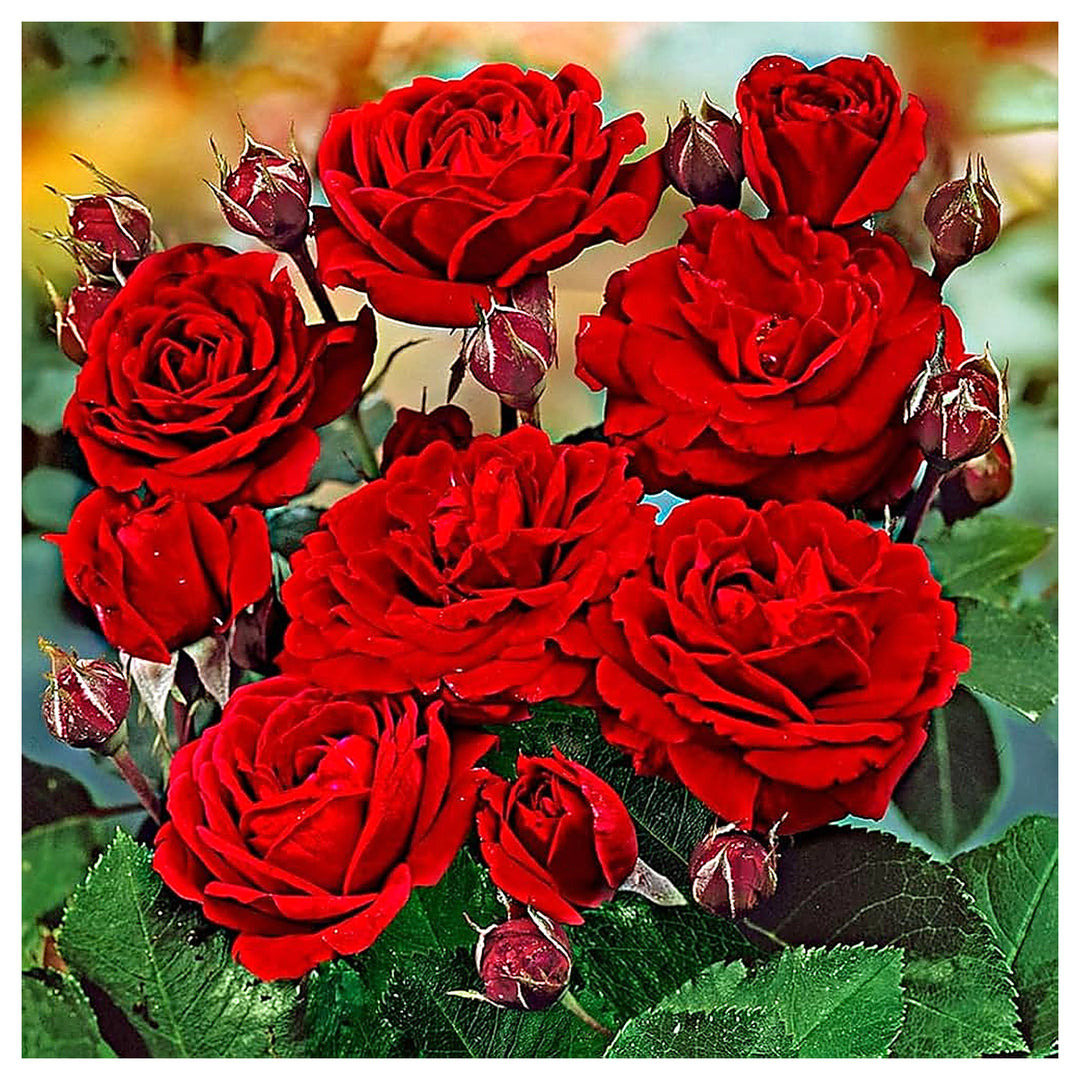 Green Rose Tree European Rose Garden Flowering Tree Flower Seeds Home Garden Planting, | Neera Seeds product photo [neera-v4-5e9fe0e59020b8901539]