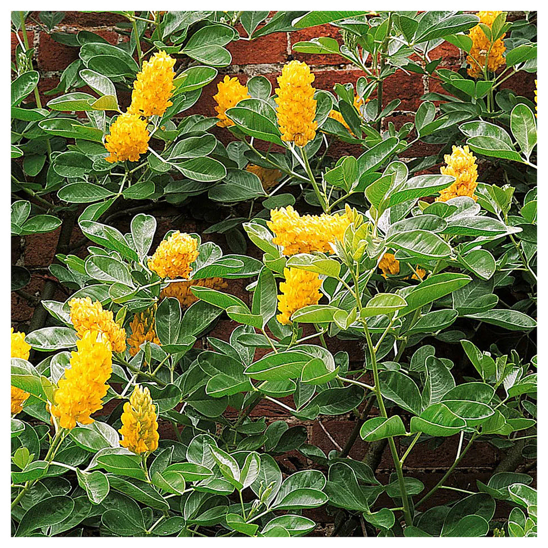 Heirloom Argyrocytisus Flower Seeds, Non-GMO Ornamental Shrub Blooms for Colorful Garden Planting | Neera Seeds product photo [neera-v4-5ebfce01a5d054322798]