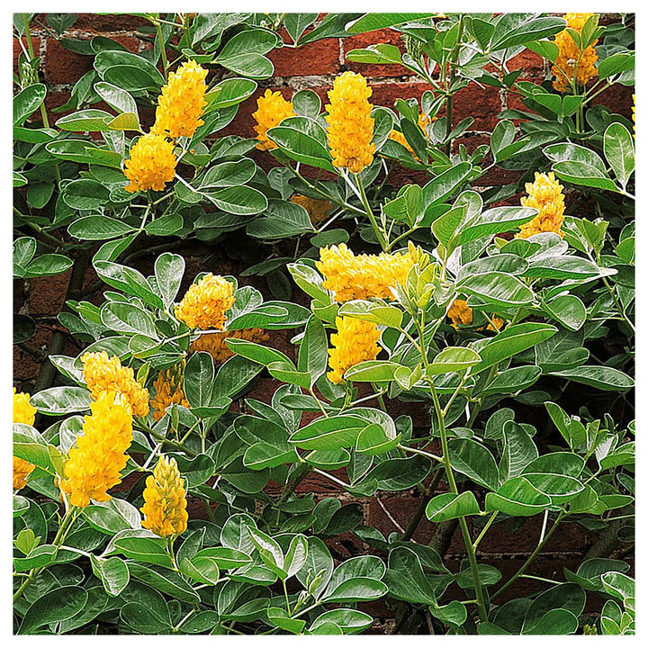 Heirloom Argyrocytisus Flower Seeds, Non-GMO Ornamental Shrub Blooms for Colorful Garden Planting | Neera Seeds product photo [neera-v4-5ebfce01a5d054322798]