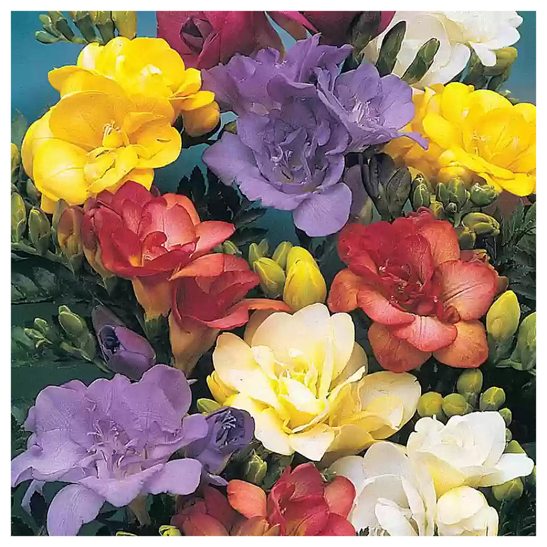 Heirloom Multi Freesia Flower Seeds for Planting – Non-GMO, High Germination Fragrant Garden Blooms | Neera Seeds product photo [neera-v4-5ec755b7df648f63b7ef]