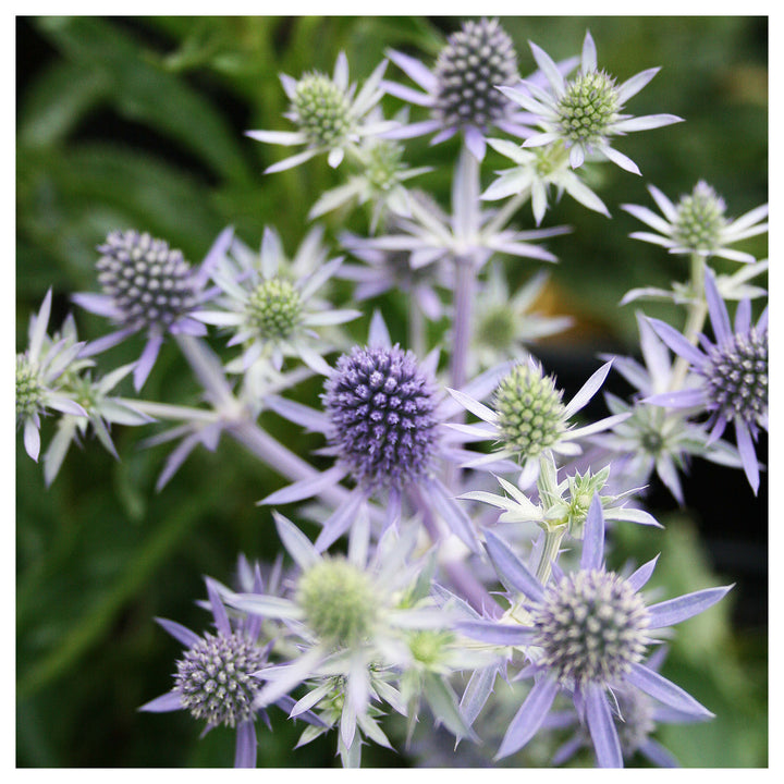 Heirloom Non-GMO Hobbit Sea Holly Eryngium Flower Seeds for Planting – Unique Spiky Blooms | High Germination | Neera Seeds product photo [neera-v4-5ee2c01b7887747932e0]