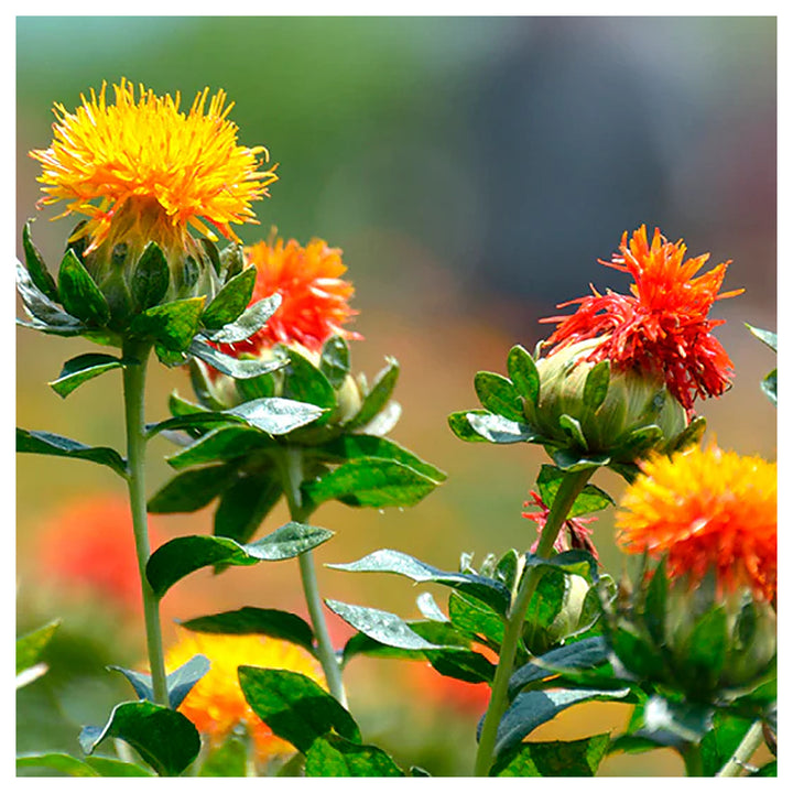 Mixed Carthamus Flower Seeds for Planting – Vibrant Safflower Varieties for Garden &amp; Landscaping | Neera Seeds product photo [neera-v4-5ef03488c24c192f389e]