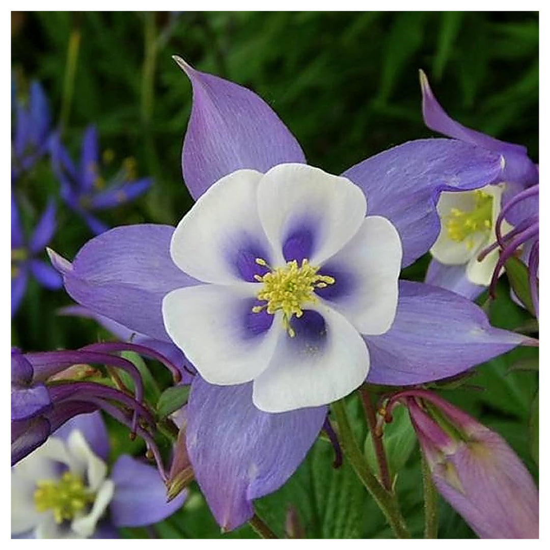 White White Aquilegia Flower Fresh Planting Columbine Flowers Flower Seeds Home Garden | Neera Seeds product photo [neera-v4-5ef24c0de79aac17a637]