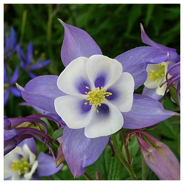 White White Aquilegia Flower Fresh Planting Columbine Flowers Flower Seeds Home Garden | Neera Seeds product photo [neera-v4-5ef24c0de79aac17a637]