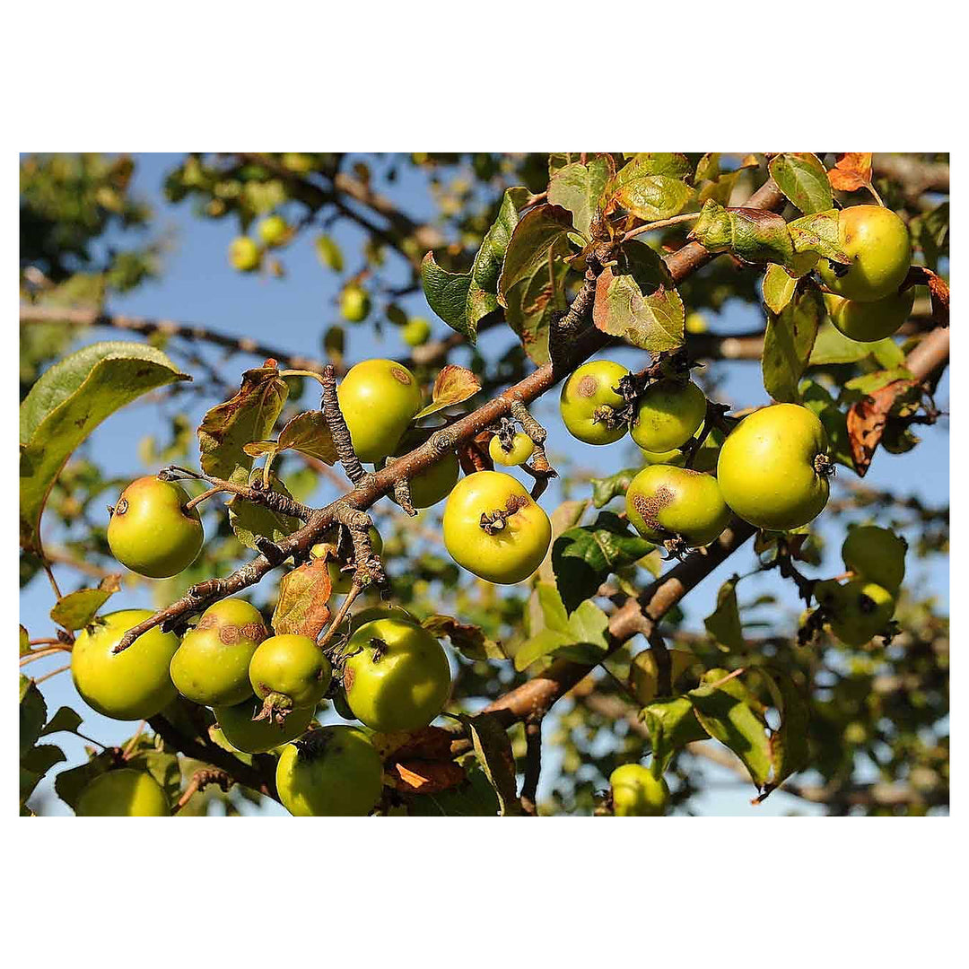 Crab Apple Fruit Seeds – Heirloom & Non-GMO Seeds for Growing Beautiful Crab Apples in Your Garden | Neera Seeds product photo [neera-v4-5efd2cb0275ac9a89b56]
