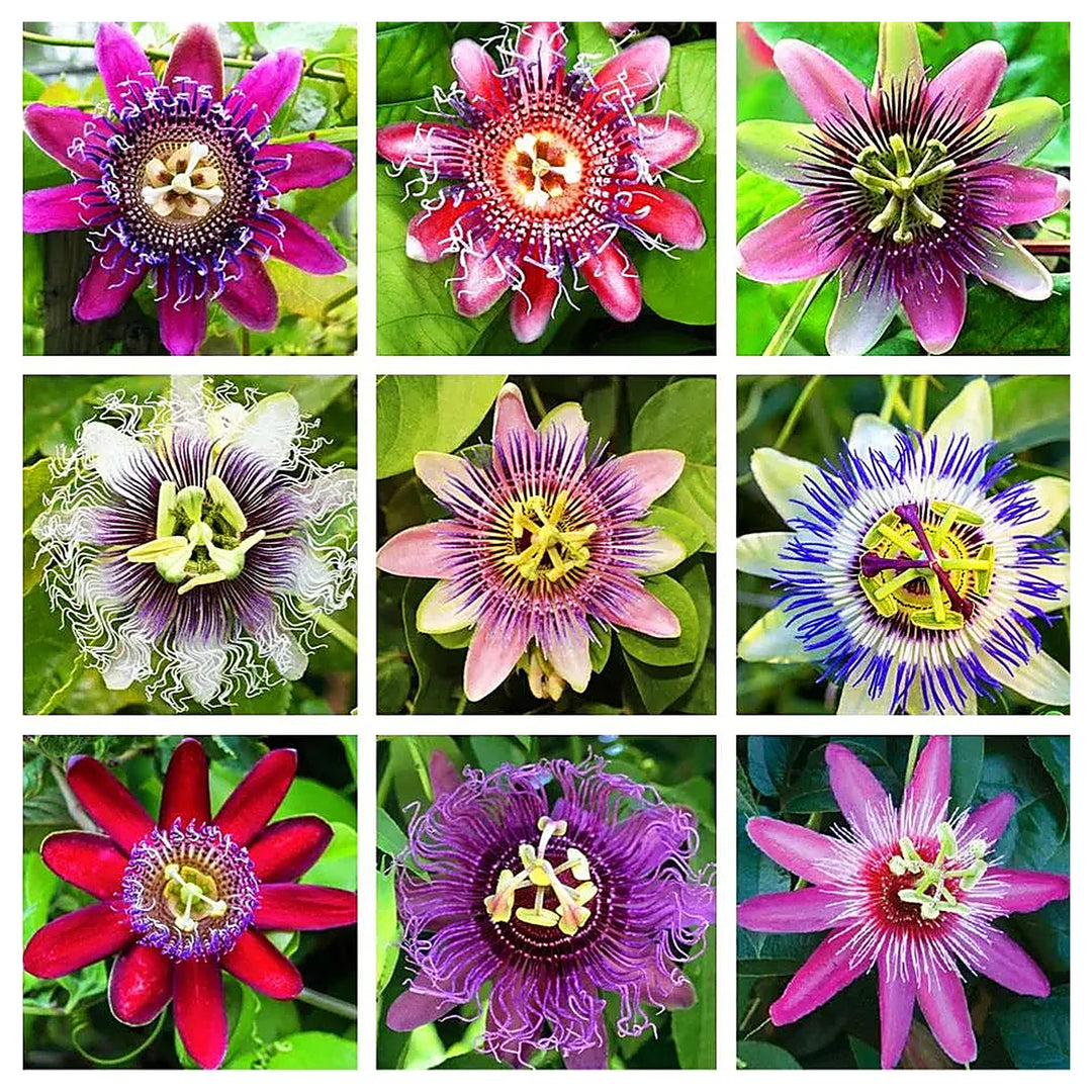 Mixed Color Passion Flower Seeds – Non-GMO, Heirloom, High Germination Organic Garden Seeds for Planting | Neera Seeds product photo [neera-v4-5f1b4cd6f03bd3baf248]