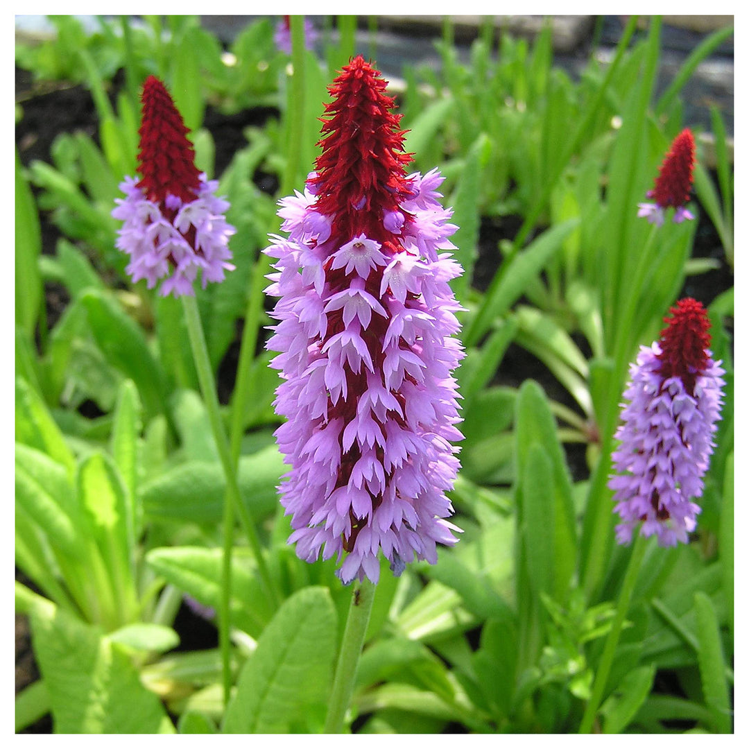 Orchid Primrose Primula Spp Flower For Planting In Flower Bed Flower Seeds for Home Garden | Neera Seeds product photo [neera-v4-5f31b9ad83d5569eb65f]