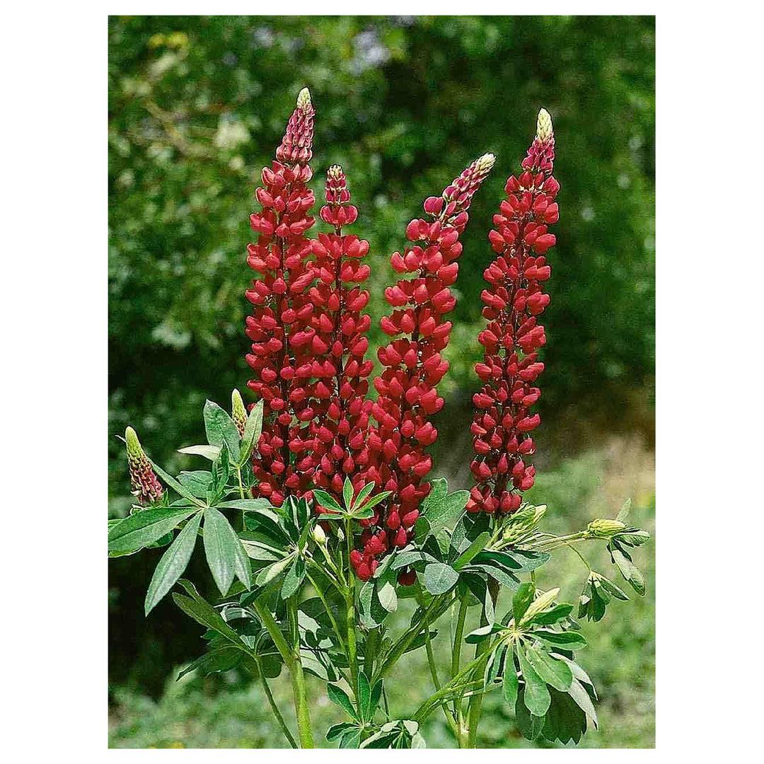 Maroon Lupine Flower Seeds for Planting – Heirloom, Non-GMO, High Germination Organic Garden Seeds for Tall, Colorf | Neera Seeds product photo [neera-v4-5f31f6c0e43c84b6592e]