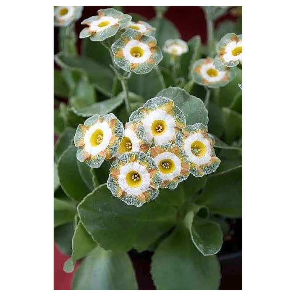 Green Shade Auricula Seeds for Planting – Organic Heirloom Non-GMO High Germination Organic Garden Seeds | Neera Seeds product photo [neera-v4-5f33af72747e5790ed34]