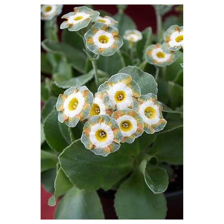 Green Shade Auricula Seeds for Planting – Organic Heirloom Non-GMO High Germination Organic Garden Seeds | Neera Seeds product photo [neera-v4-5f33af72747e5790ed34]