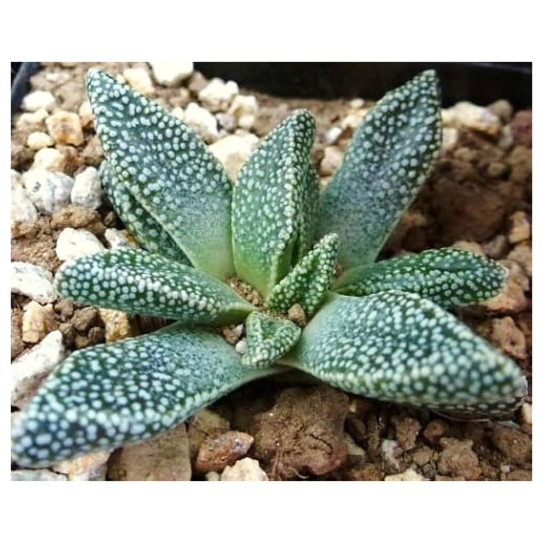 Green Nananthus Margaritiferus Plant Seeds for Planting | Heirloom, Non-GMO, High Germination Organic Garden Succul | Neera Seeds product photo [neera-v4-5f51a18c151a2094c959]