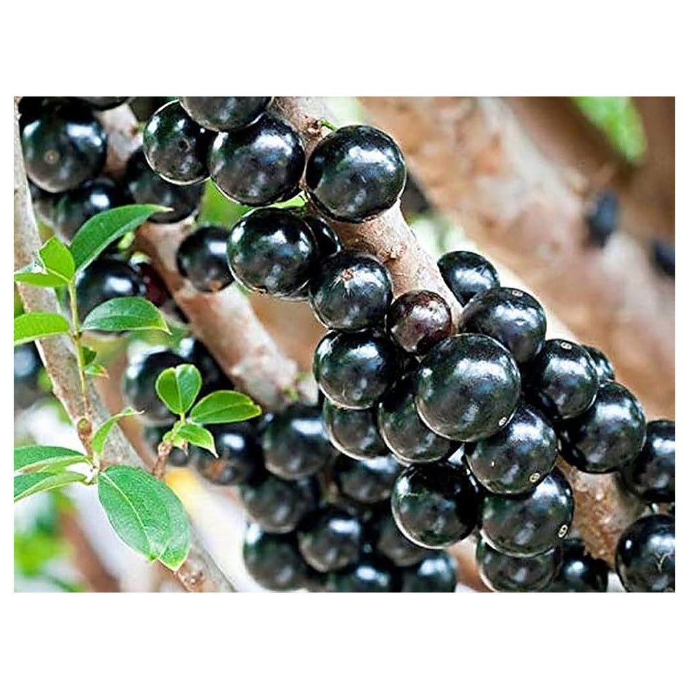 Actinidia Polygama Jaboticaba Black Brazilian Grape Fruit Seeds for Planting – Heirloom Non-GMO High Germination Se | Neera Seeds product photo [neera-v4-5f55593c2dae1e869bd9]