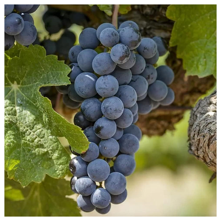 Uva Trepadoras Fruit Seeds for Planting – Sweet, Elegant Grapevines, Heirloom &amp; Non-GMO, High Germination Seeds | Neera Seeds product photo [neera-v4-5f5856d09fe4b4c61d18]