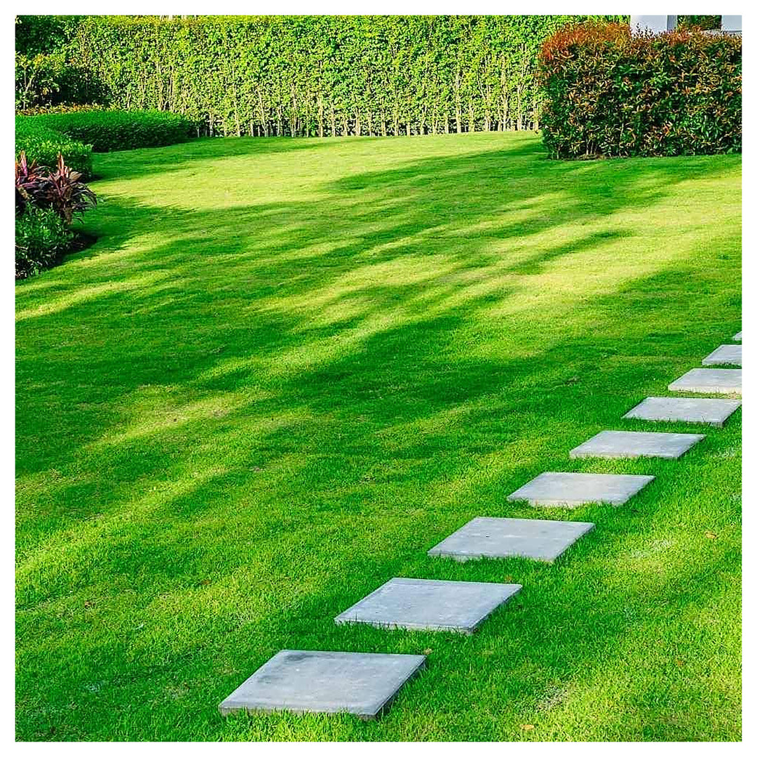 Colorful Turfgrass Rare Soft Grass Lawn Planting Flower Seeds Home Garden Planting, Lush | Neera Seeds product photo [neera-v4-5f5f201fc9c6c23c59c8]