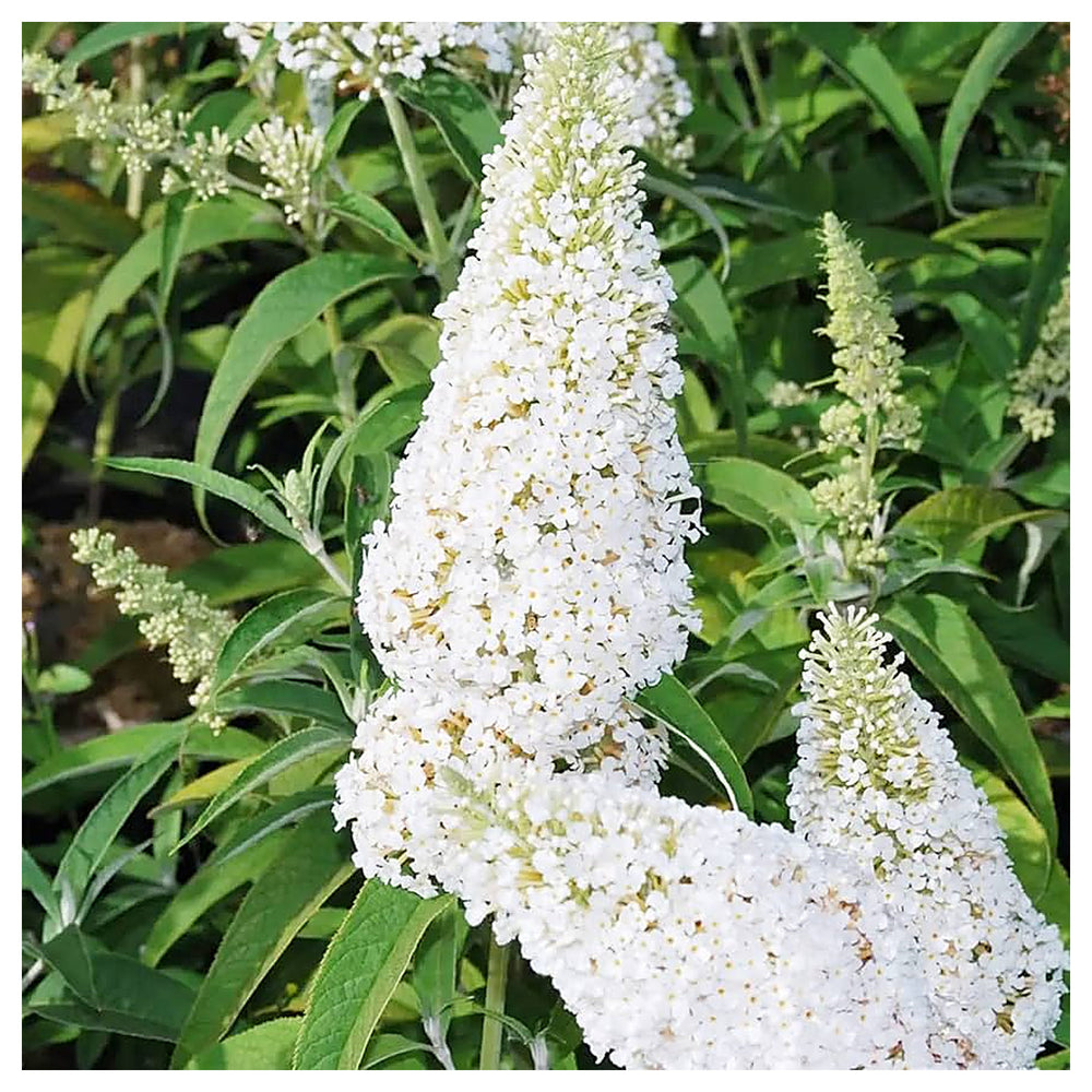 White Buddleja Flower Seeds – Heirloom Non-GMO High Germination Organic Garden Seeds for Planting | Neera Seeds product photo [neera-v4-5f60cefd285bd27364b6]