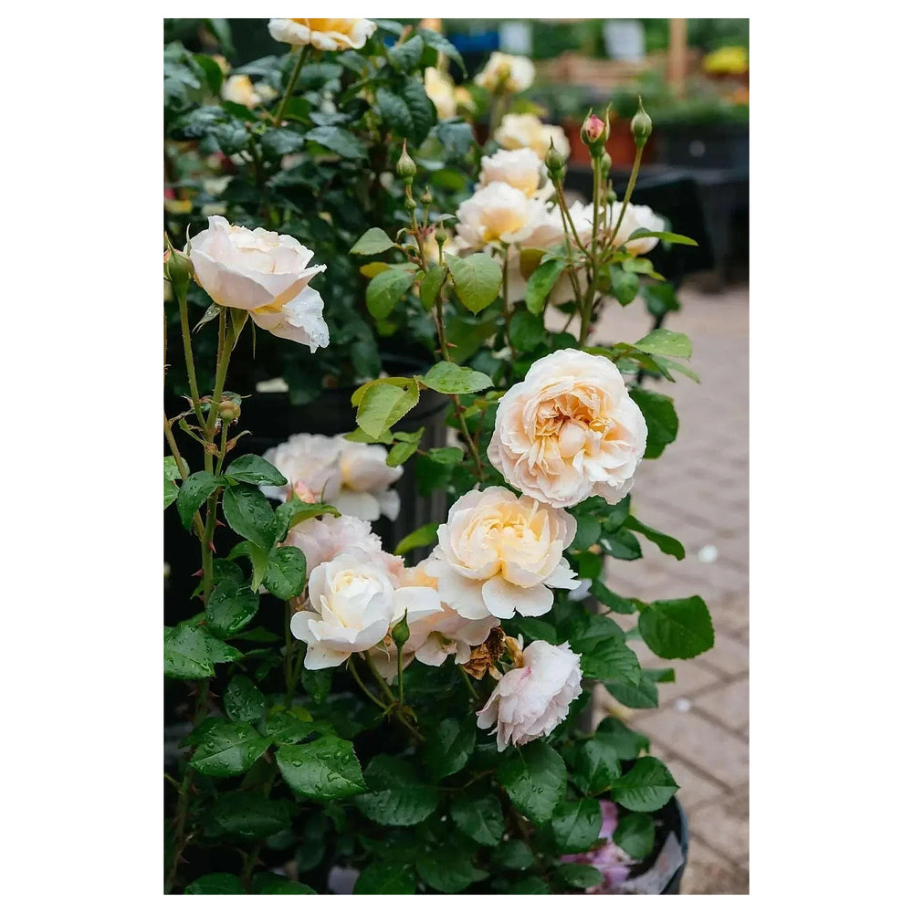 Moonlight Rose Plant Seeds for Planting – Heirloom Non-GMO High Germination Garden Seeds | Neera Seeds product photo [neera-v4-5f6e07815d93338bba9b]