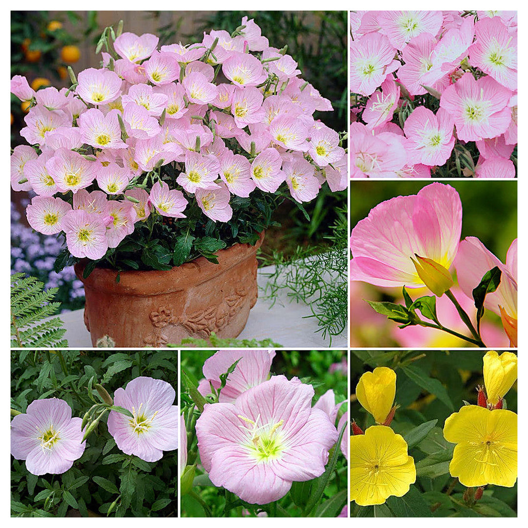 Organic Heirloom Mixed Oenothera Flower Seeds for Planting – Non-GMO, High Germination Evening Primrose Organic Gar | Neera Seeds product photo [neera-v4-5f7188380dbec34d2bbf]