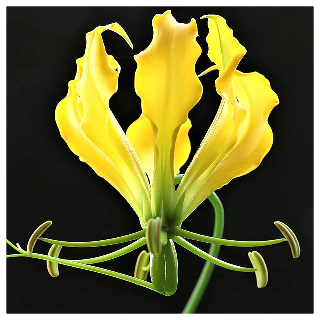 Gloriosa Lutea Flower Seeds – Heirloom, Non-GMO, High Germination Exotic Organic Garden Seeds for Planting | Neera Seeds product photo [neera-v4-5f802f72fb811745af6f]