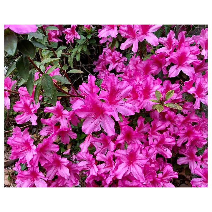 Heirloom Non-GMO Azalea Flower Seeds for Planting – Colorful Ornamental Shrub Seeds, High Germination | Neera Seeds product photo [neera-v4-5f80db4834afec67e619]