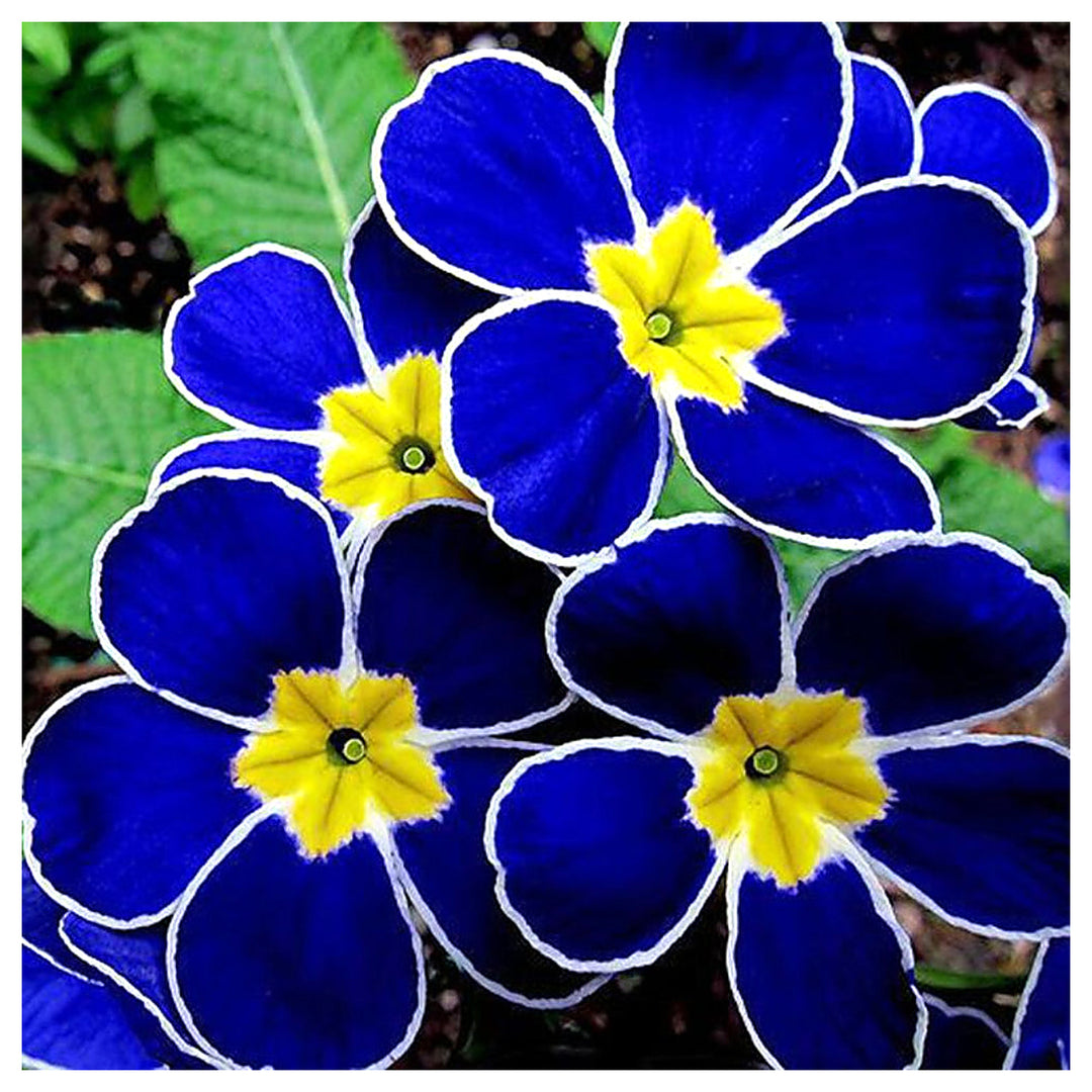 Rare Fragrant Flower Bonsai Mix Agramsero Collection Flower Seeds for Home Garden Planting, | Neera Seeds product photo [neera-v4-5f88e7560b997f0f5628]