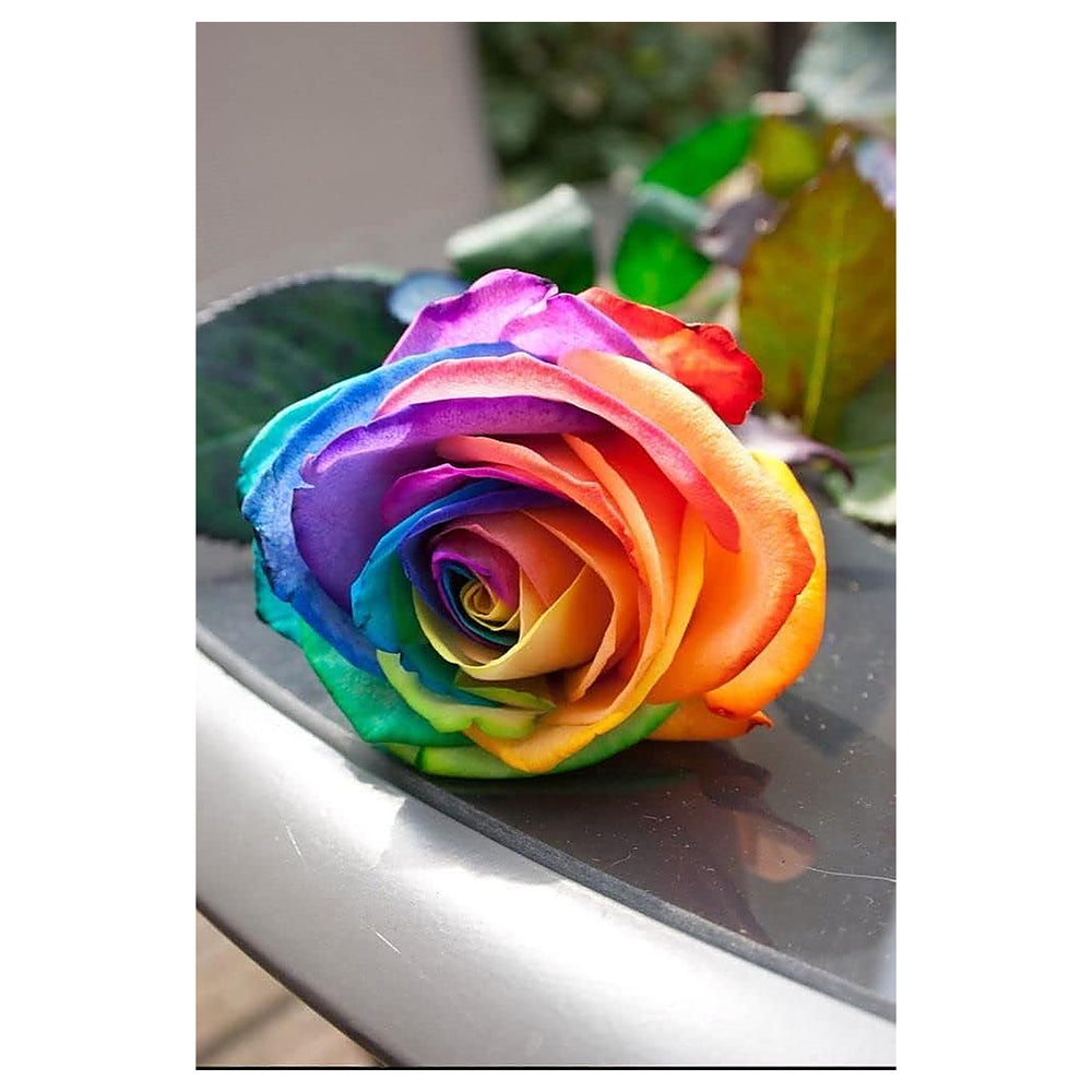 Rainbow Rose Plant Seeds for Garden – Heirloom, Non-GMO, High Germination Seeds | Neera Seeds product photo [neera-v4-5f96ddf58752df6775f5]