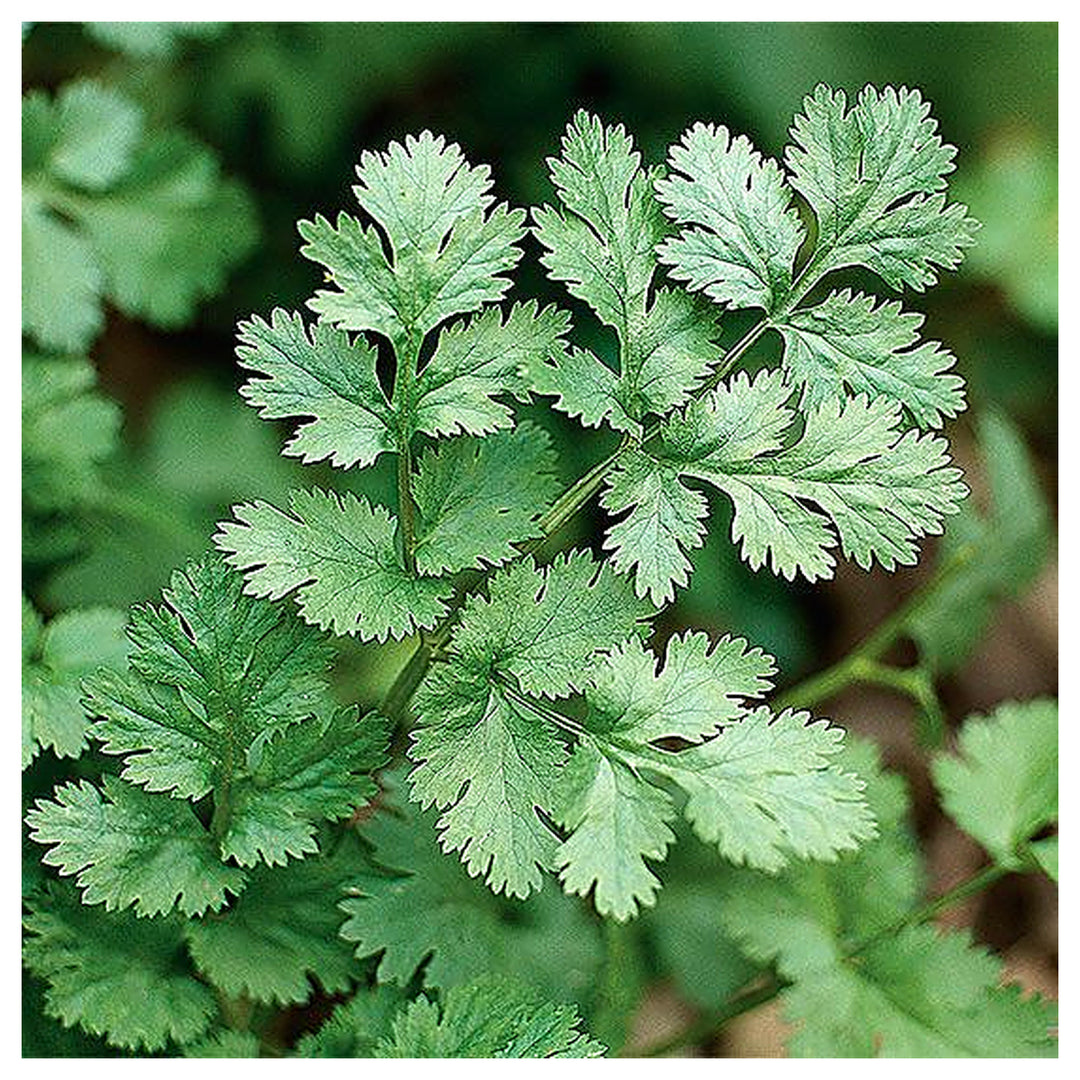 Cilantro Coriander Herb Seeds for Planting – Heirloom, Non-GMO, High Germination Organic Garden Seeds for Culinary  | Neera Seeds product photo [neera-v4-5f9cb18af6fcc907a726]