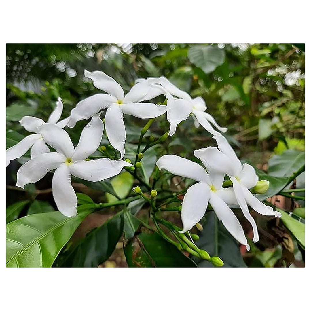Crape Jasmine Flower Planting Flower Seeds Home Garden Planting, Exotic Organic Blooming | Neera Seeds product photo [neera-v4-5f9d198e83026e08d2b0]