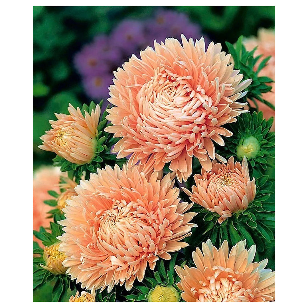 Light Orange Callistephus Flower Seeds for Planting – Heirloom, Non-GMO, High Germination Garden Seeds | Neera Seeds product photo [neera-v4-5f9dda503075fdab0ff6]
