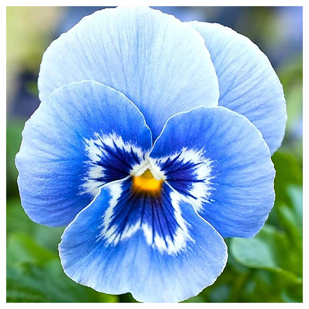 Blue Pansy African Planting In Pots Or Garden Flower Seeds Home Garden Planting, Exotic | Neera Seeds product photo [neera-v4-5fa50a10c2630eed657b]