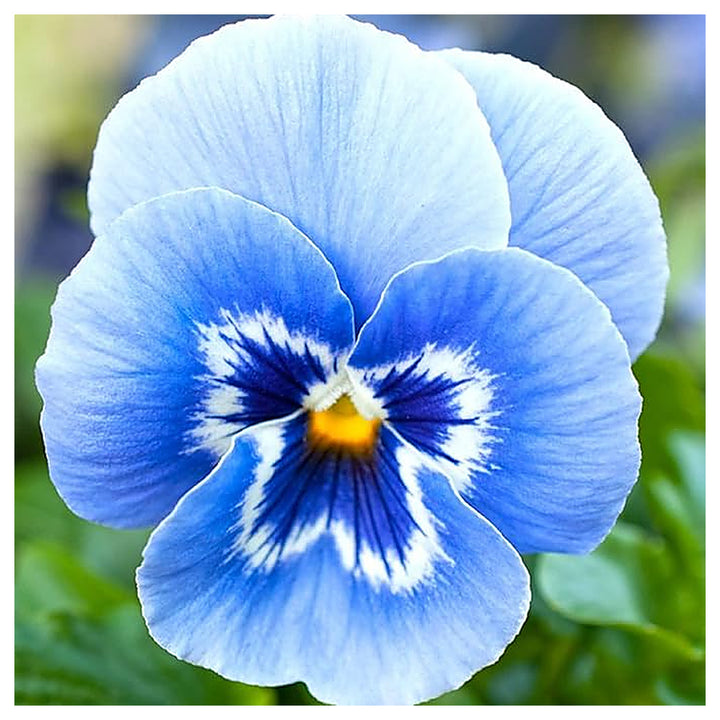 Blue Pansy African Planting In Pots Or Garden Flower Seeds Home Garden Planting, Exotic | Neera Seeds product photo [neera-v4-5fa50a10c2630eed657b]