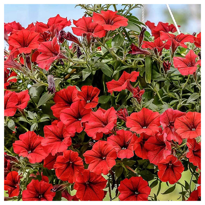 Red Petunia Hanging Flower Seeds for Planting – Heirloom Non-GMO High Germination Organic Garden Seeds for Blooms | Neera Seeds product photo [neera-v4-5fa59ac33747c4741a47]