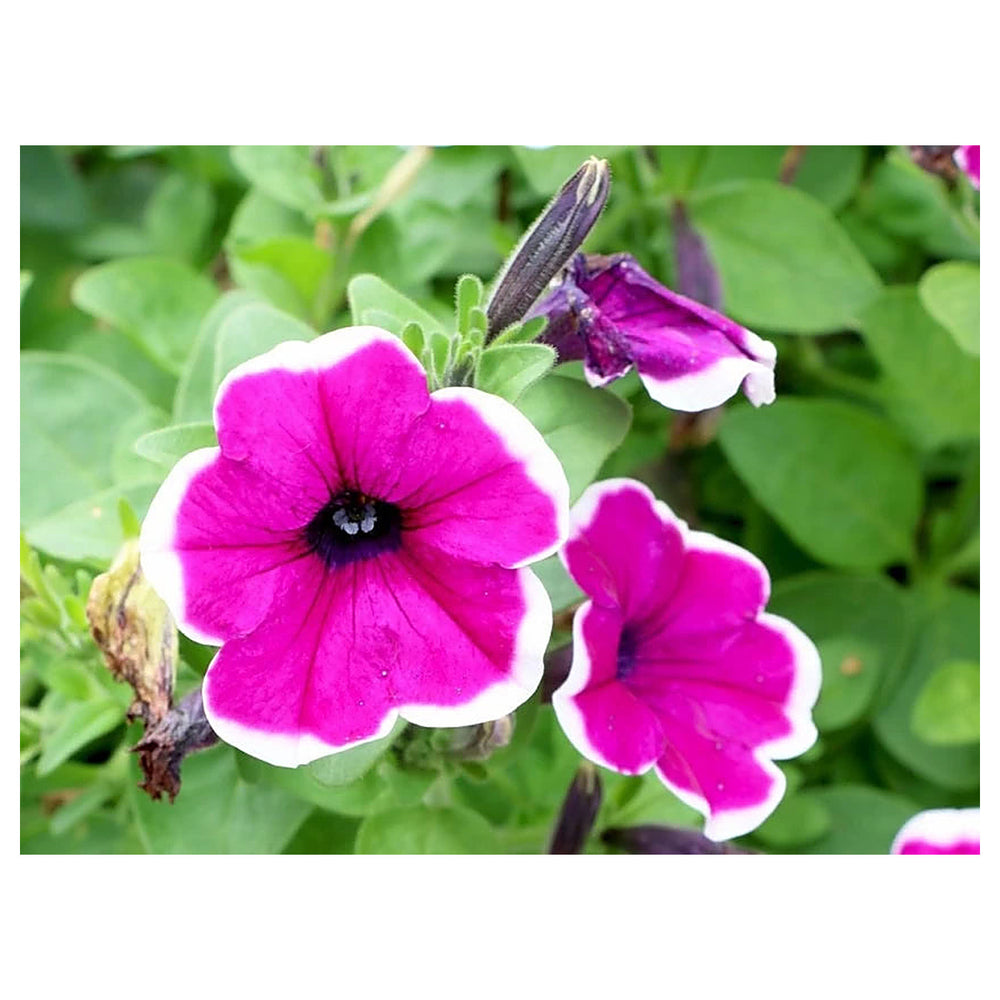 Thick Pink & White Petunia Flower Seeds – Heirloom Non-GMO Seeds for Garden Planting | Neera Seeds product photo [neera-v4-5fb543dc44169c21fa81]