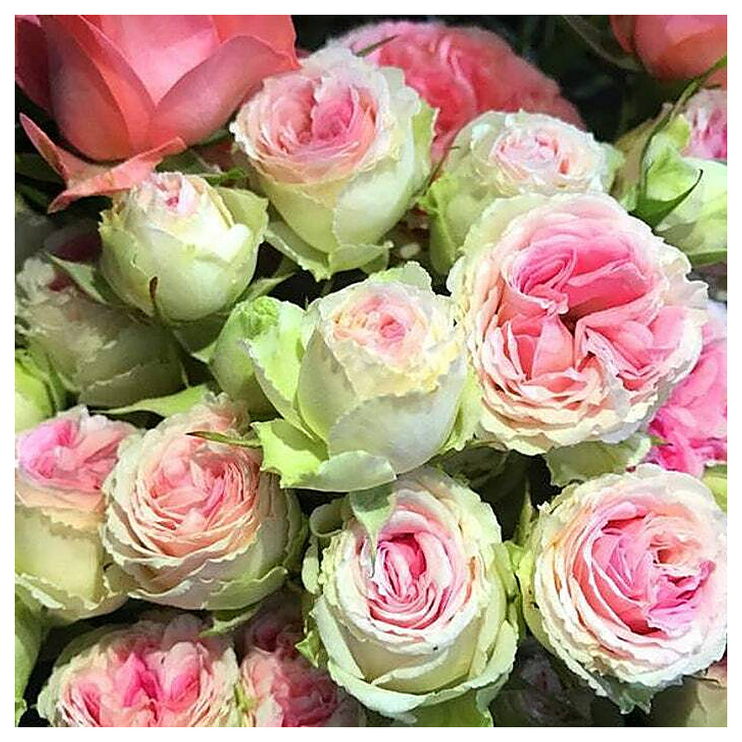 Green Pink Rose Heirloom Seeds for Planting – Non-GMO Organic Garden Seeds, High Germination | Neera Seeds product photo [neera-v4-5fb723994490f01a6b20]
