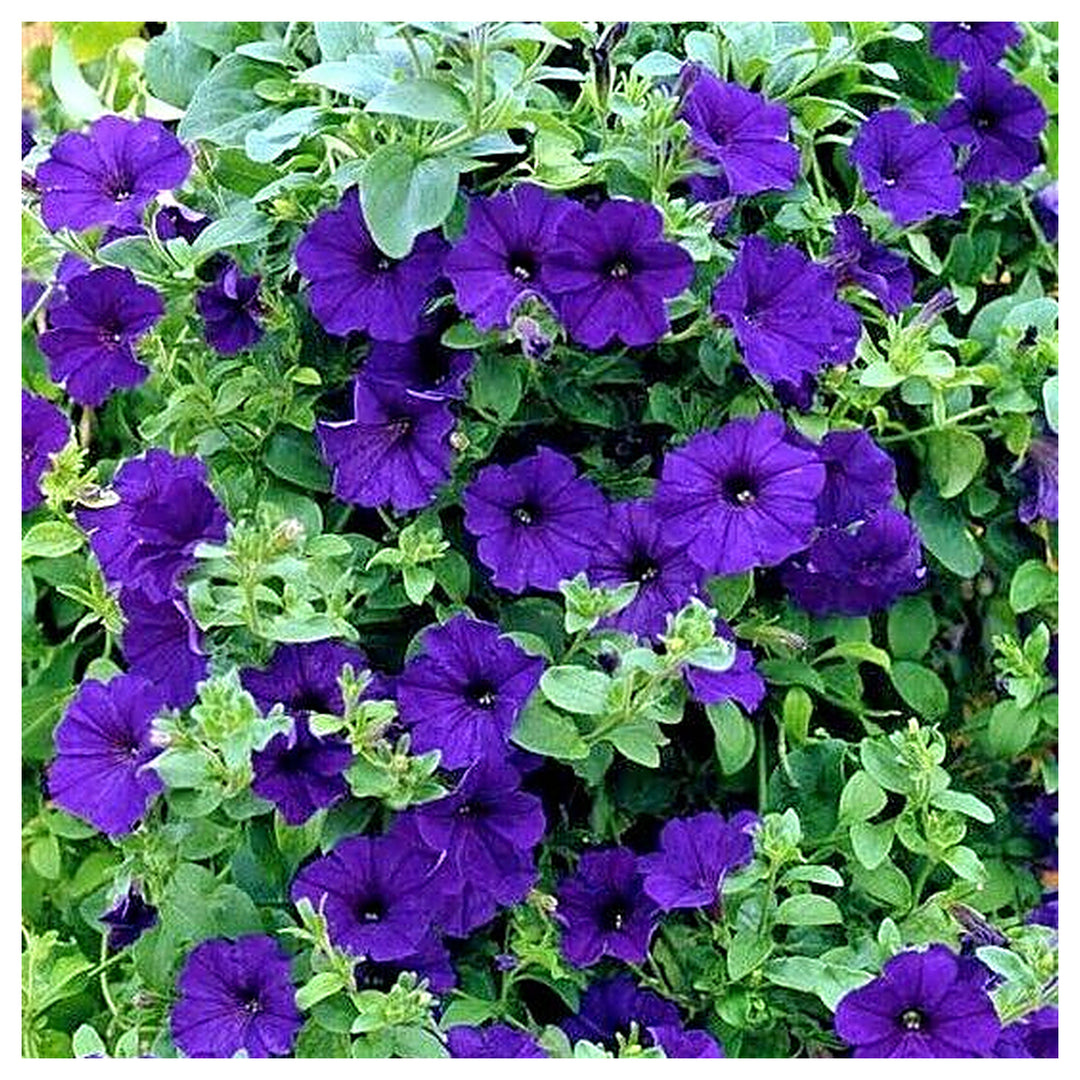 Blue Double Petunia Flower Seeds for Planting – Heirloom Non-GMO | High Germination Organic Garden Seeds | Neera Seeds product photo [neera-v4-5fb9f4bffe27fbf1591b]