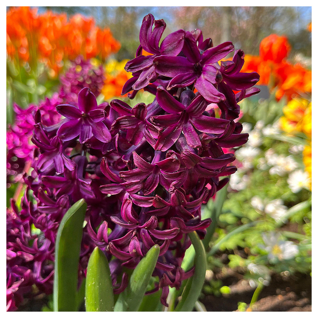 Hyacinth Flower Seeds Burgundy for Planting – Heirloom Non-GMO High Germination Organic Garden Seeds | Neera Seeds product photo [neera-v4-5fbdd9c7b639a98ee045]
