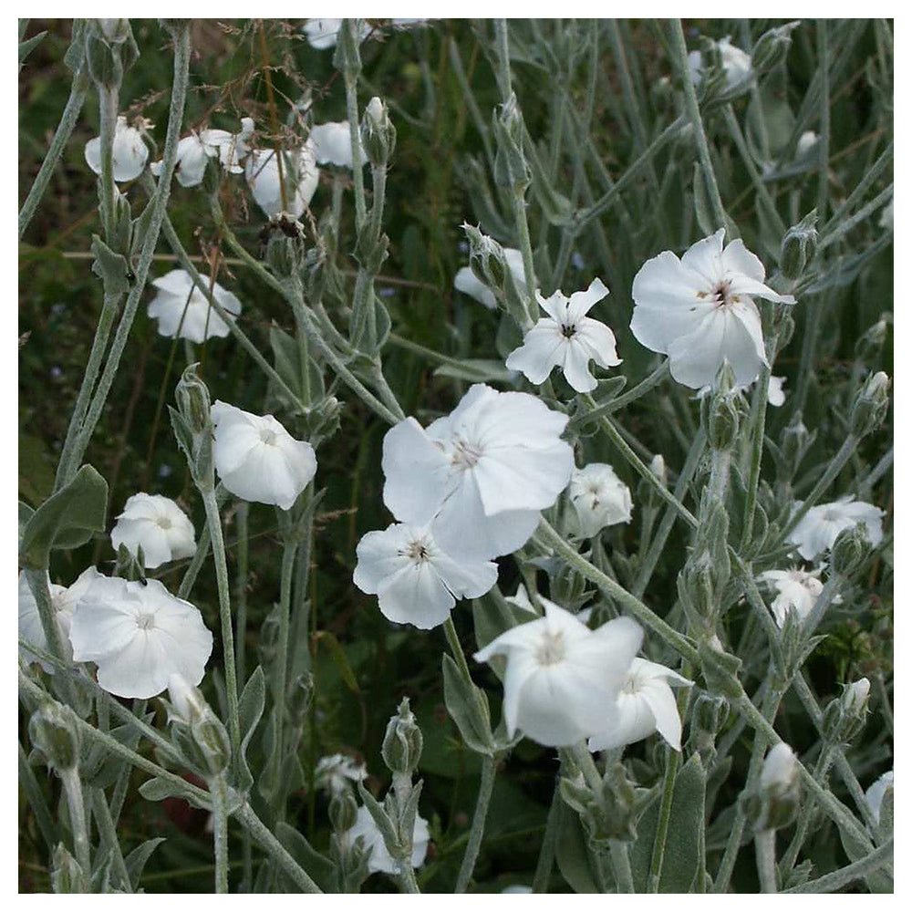 Organic White Alba Lychnis Flower Seeds for Planting – Heirloom, Non-GMO | Neera Seeds product photo [neera-v4-5fd26181cfe2bbc534c1]
