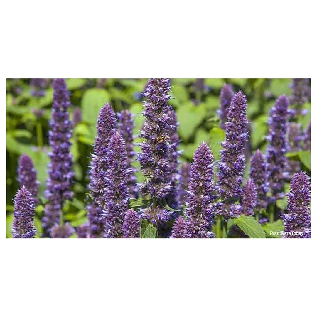 Giant Anise Hyssop Flower Seeds – Heirloom, Non-GMO Herb Seeds for Pollinator-Friendly Planting | Neera Seeds product photo [neera-v4-5fdac9c66faedd8ca3a4]