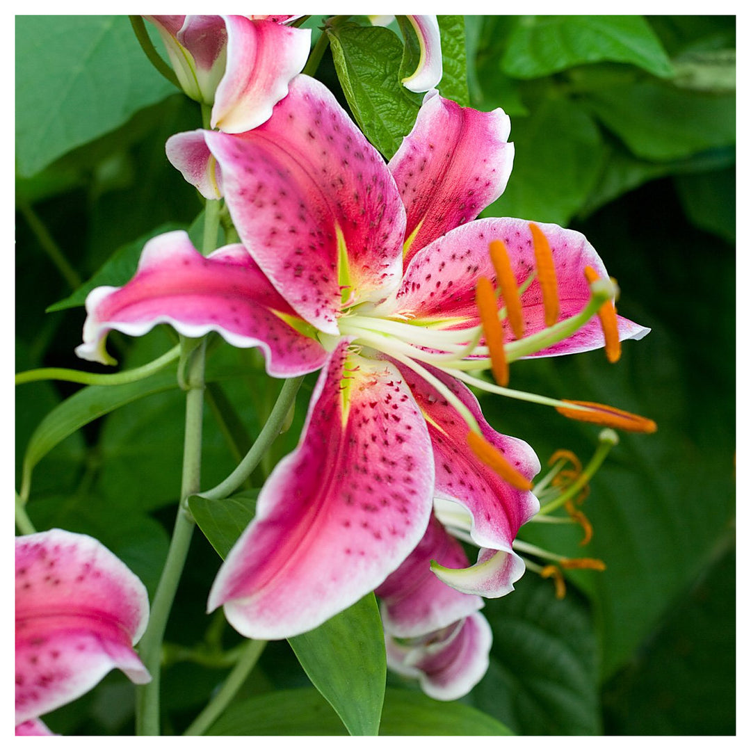 Michigan Lily Lilium Michiganense For Planting In Wildflower Garden Flower Seeds for Home Garden | Neera Seeds product photo [neera-v4-5fe6714121ca45693317]