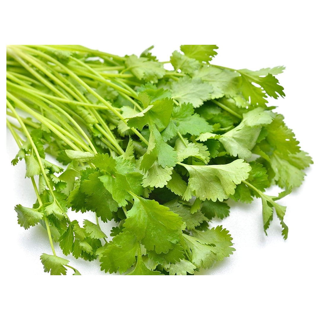 Cilantro Seeds for Planting – Heirloom, Non-GMO, High Germination Organic Garden Seeds for Indoor & Outdoor Growing | Neera Seeds product photo [neera-v4-5fe90c33925731ed1aea]