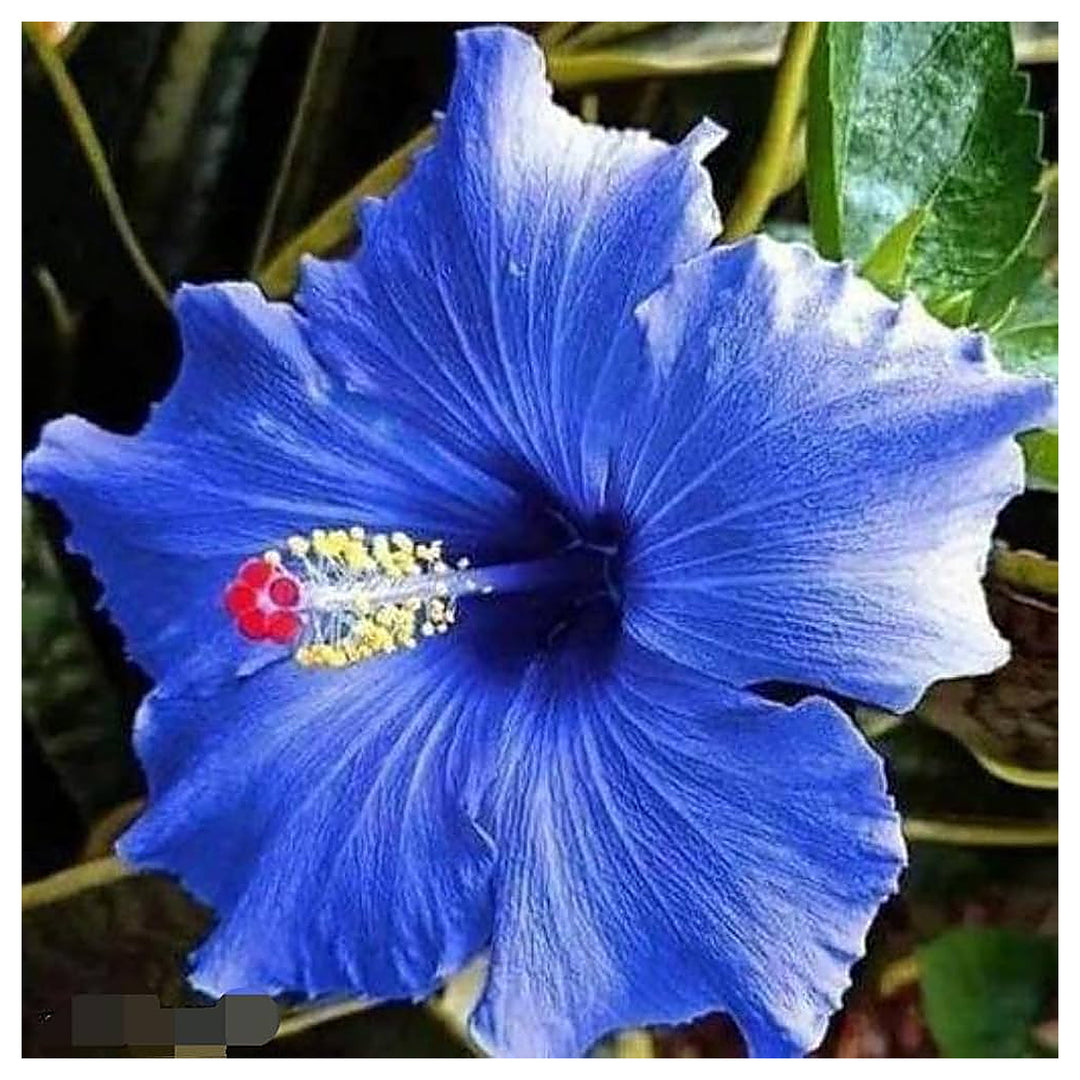Heirloom Hibiscus Bonsai Flower Seeds for Planting – Unique Garden Bloom & Miniature Ornamental Tree | Neera Seeds product photo [neera-v4-5ff8482732233d29d551]