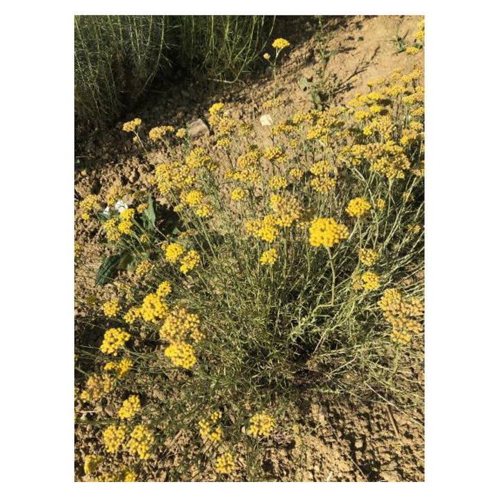Aspalathus Flower Seeds for Planting – Heirloom, Non-GMO, High Germination Organic Garden Seeds | Neera Seeds product photo [neera-v4-601685a6376a47c8a27d]